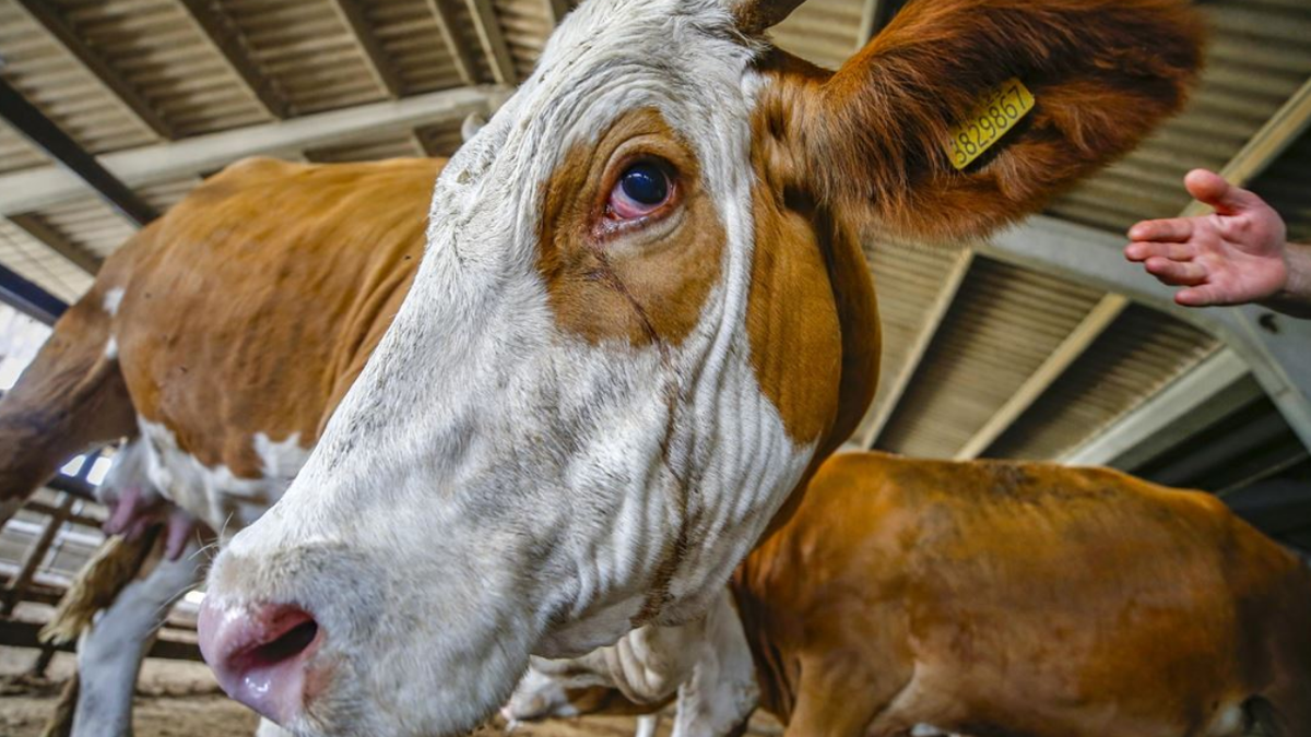 2026 KURBAN BAYRAMI TARİHİ: Bu yıl Kurban Bayramı ne zaman?