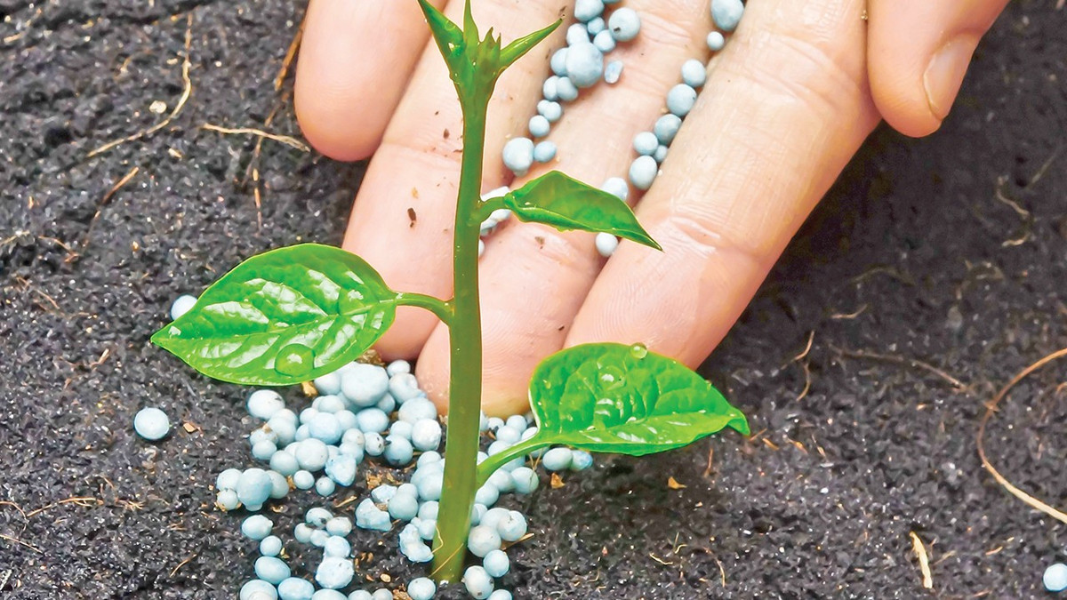 Küresel gübre arzı tehlike altına girdi