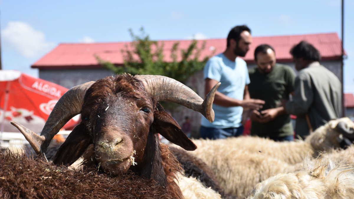 Kurban Bayramı ne zaman, hangi tarihe denk geliyor? Kurban Bayramı 9 gün olur mu?