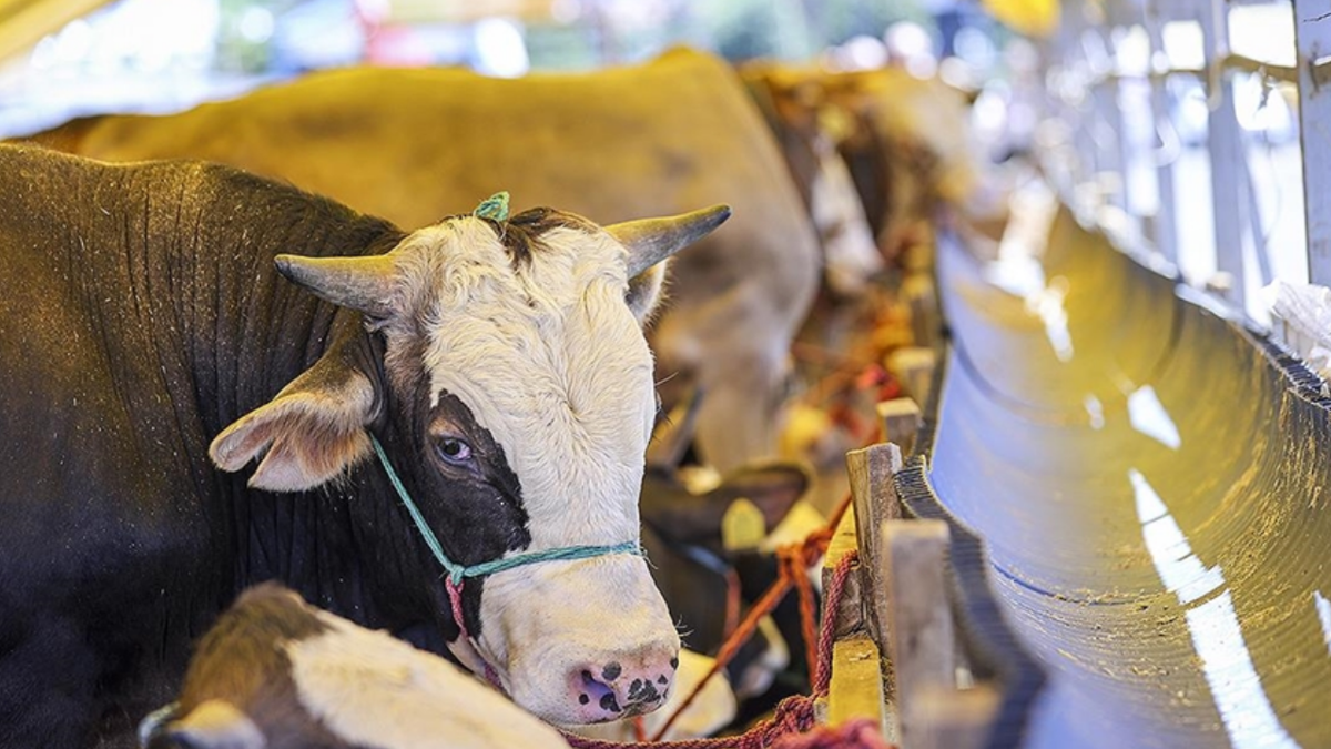 Kurban Bayramı ne zaman? Bayram tatili kaç gün olacak, 9 gün tatil olur mu?