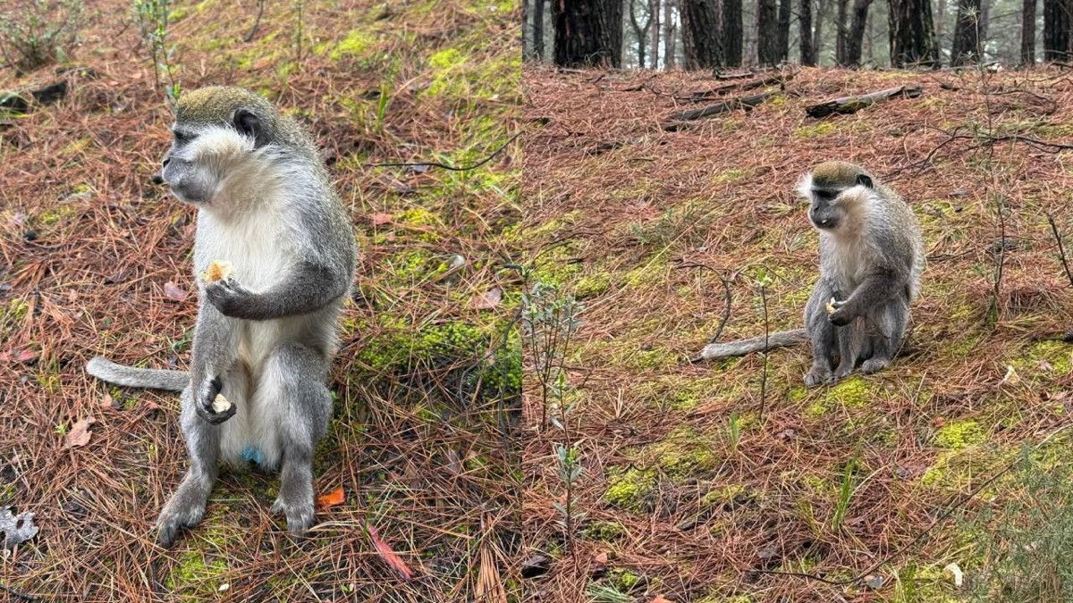 Mantar toplamaya çıkan genç maymun buldu