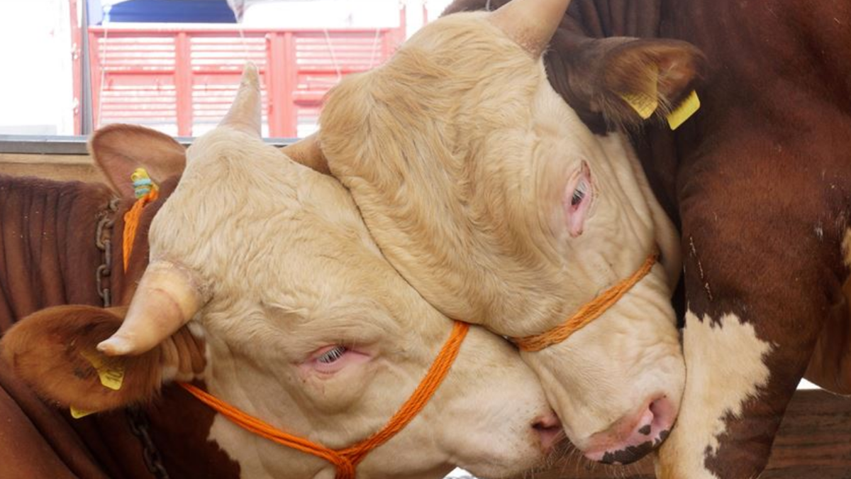 2026 KURBANLIK FİYATLARI: Küçükbaş, büyükbaş kurban fiyatları ne kadar oldu?