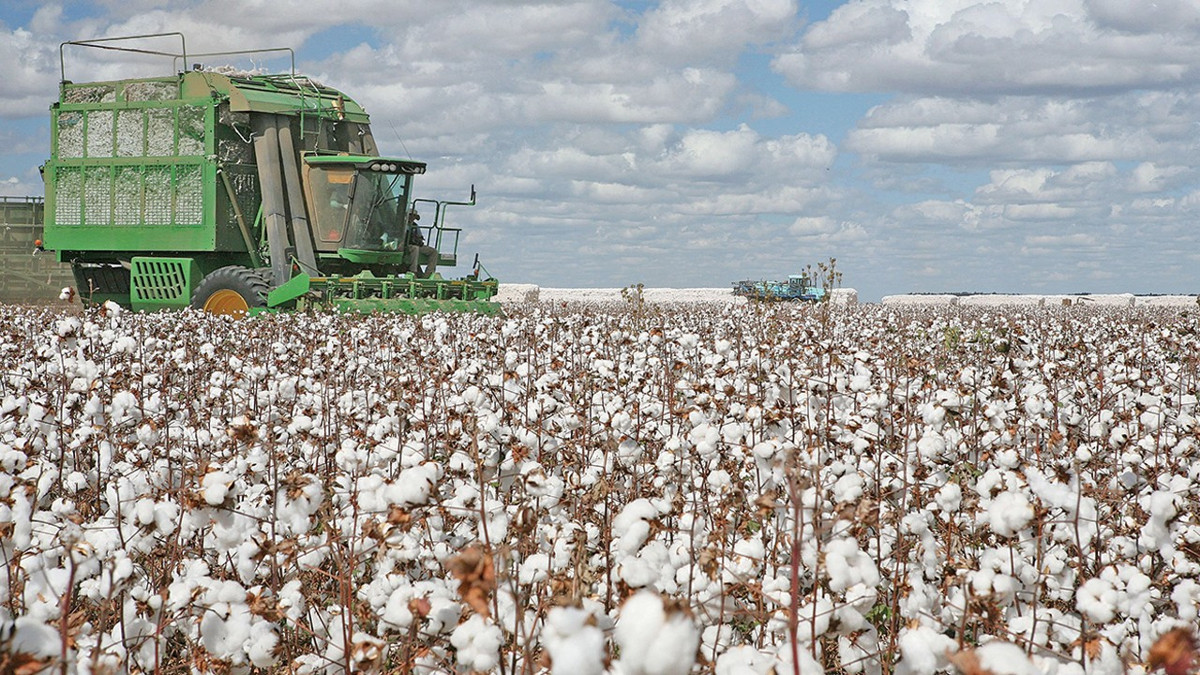 Pamuk ekim alanlarında sert düşüş bekleniyor