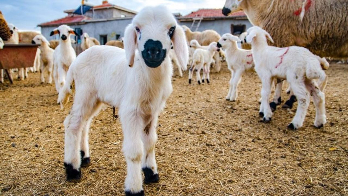 Kırsalda büyük fırsat: 150 bin küçükbaş, 7 yıl vadeli faizsiz kredi
