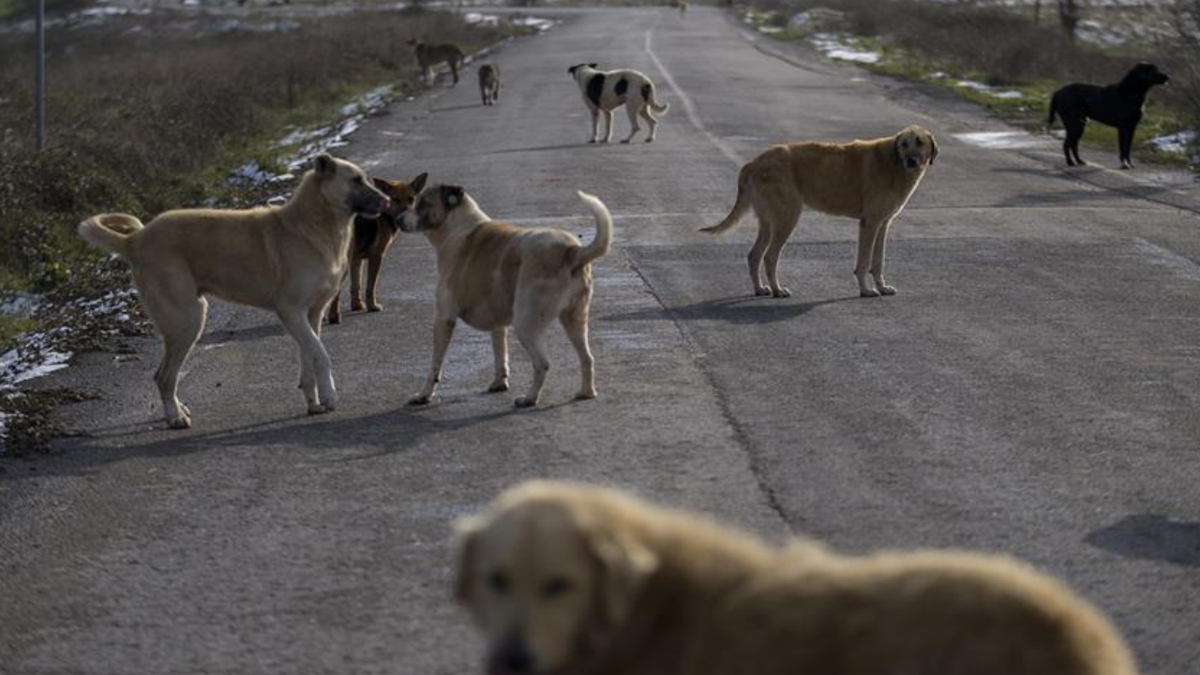 İstanbul Valiliği belediyelere sahipsiz sokak köpekleri için süre verdi