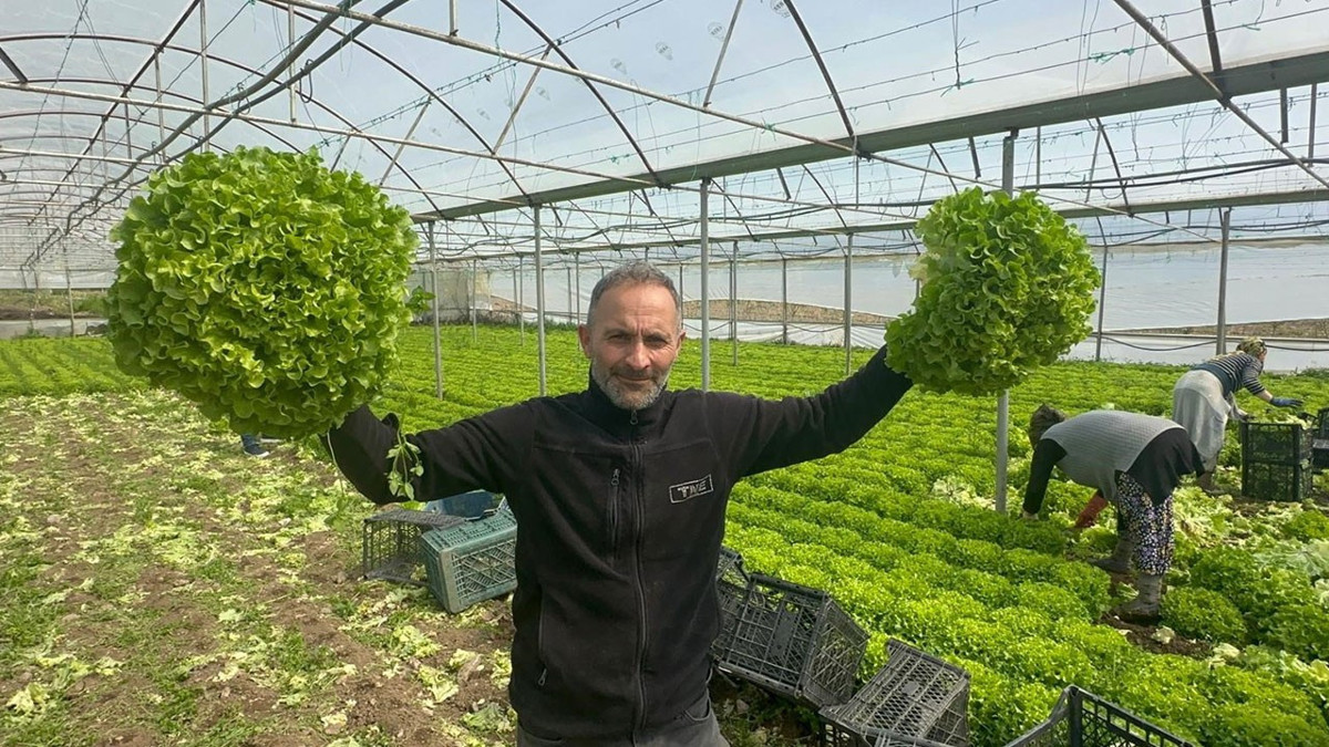 Geçen yıl 5 liraya düştü, bu yıl üreticiyi sevindirdi