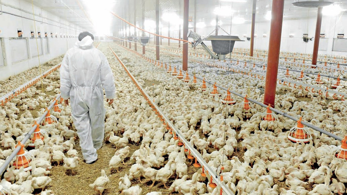 İSHİB Başkanı Sezer: Tavuk tüketiminde 1 kg'lık artış için 500 bin m2 kümes gerekli