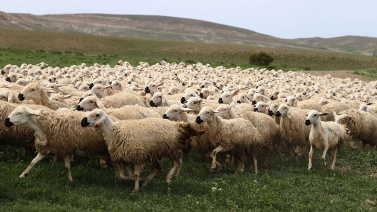 Kurbanlık ve kesim ücretleri belli oldu: Bayram öncesi artış