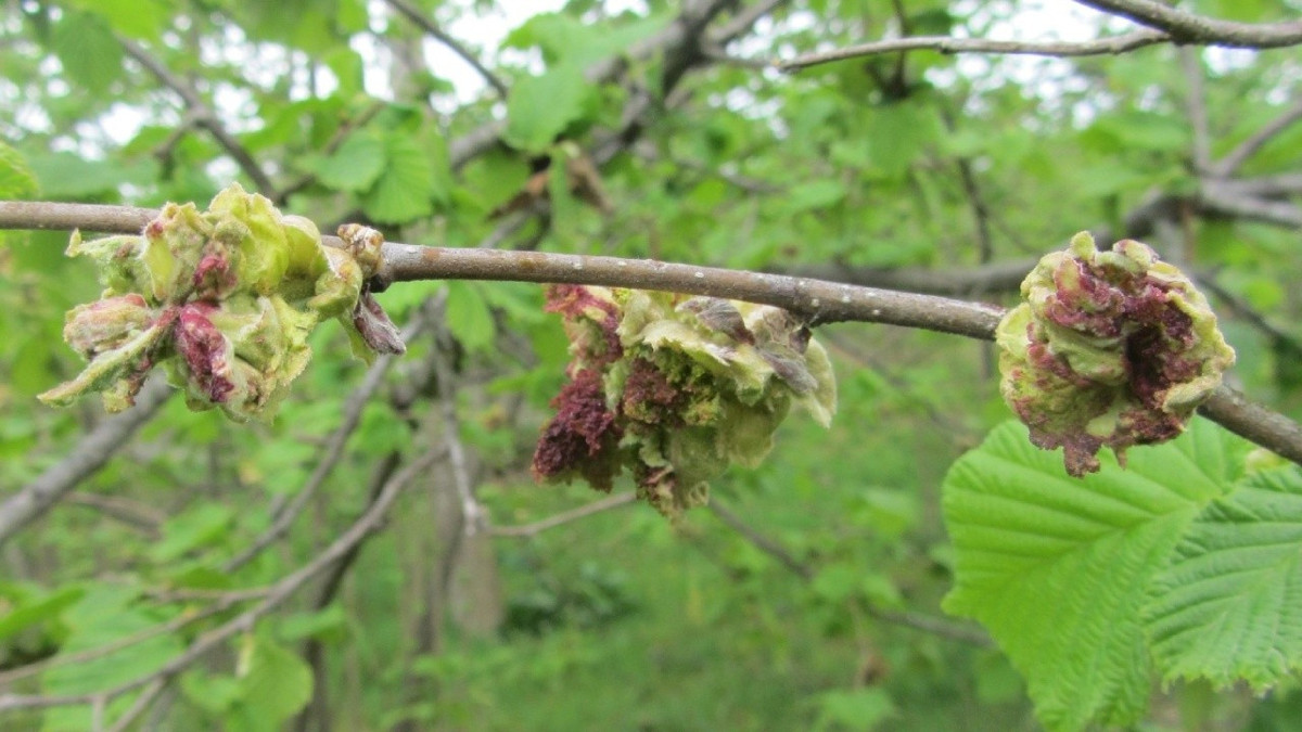 Uzmanlar uyardı: Fındık üretiminde iki tehlike kapıda
