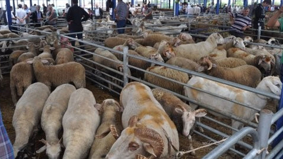 Balıkesir'de Kurban Bayramı öncesi şap alarmı: Hayvan pazarları süresiz kapatıldı