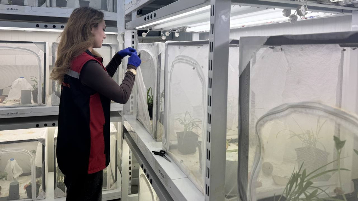 Fındık için son hamle: 40 ilde ‘sessiz operasyon’ başladı