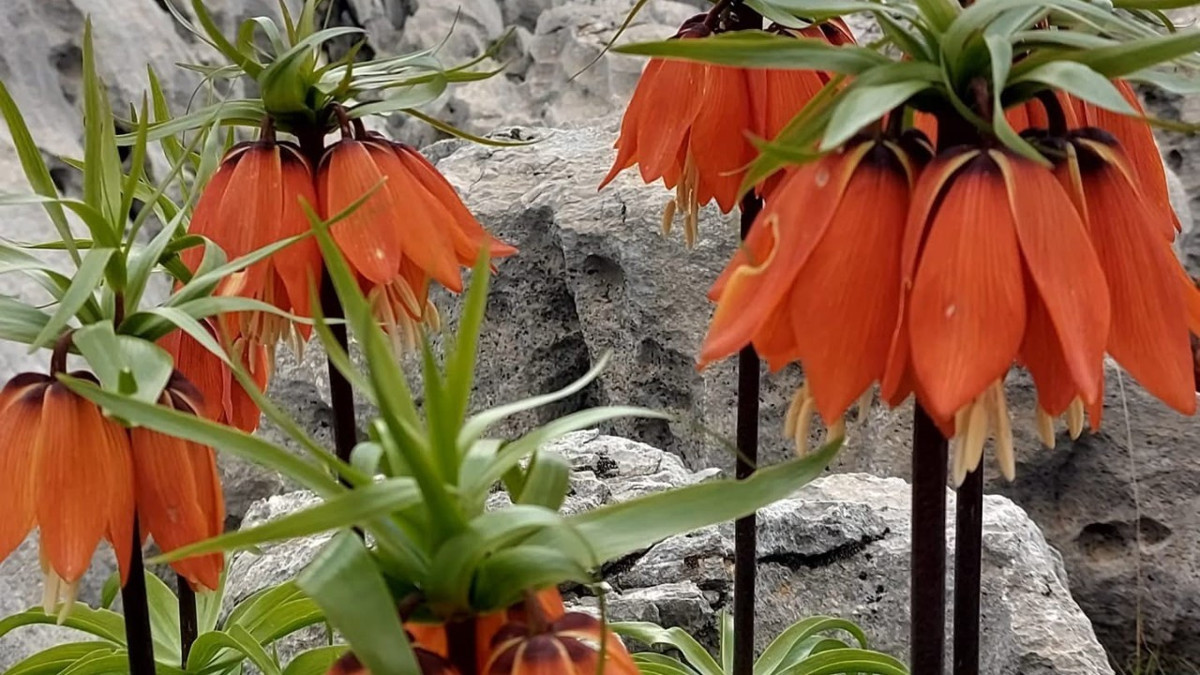 Bu çiçeği koparmanın cezası dudak uçuklatıyor!