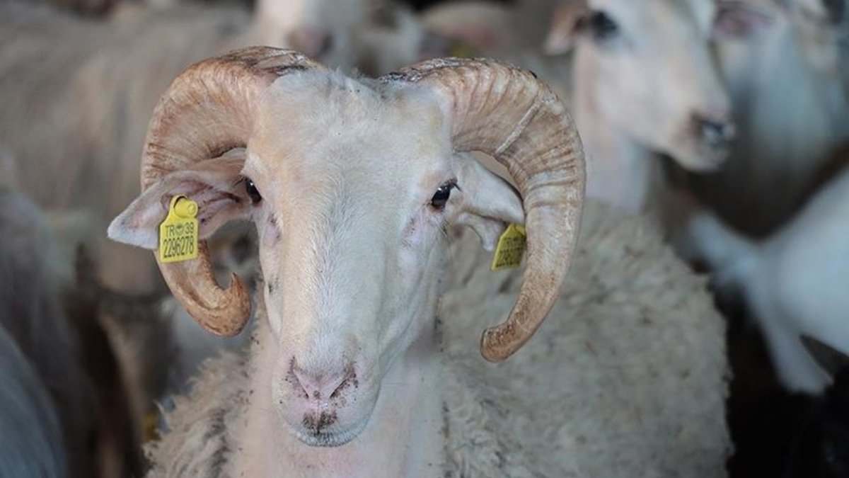 2026 Kurban Bayramı ne zaman? Bayram tarihleri...