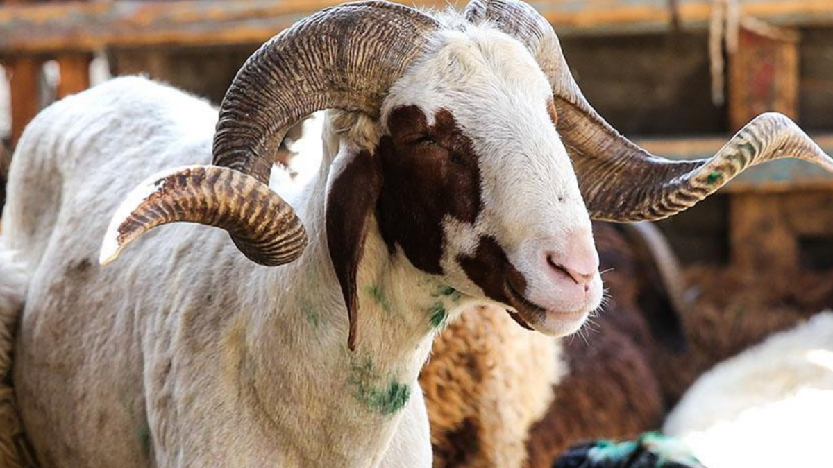 2026 kurbanlık fiyatları ne kadar? Büyükbaş, küçükbaş kurban fiyatları kaç lira?