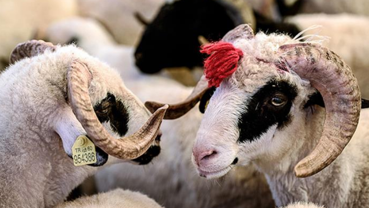 KURBAN BAYRAMI HANGİ GÜN? 2026 Kurban Bayramı ne zaman kutlanacak?