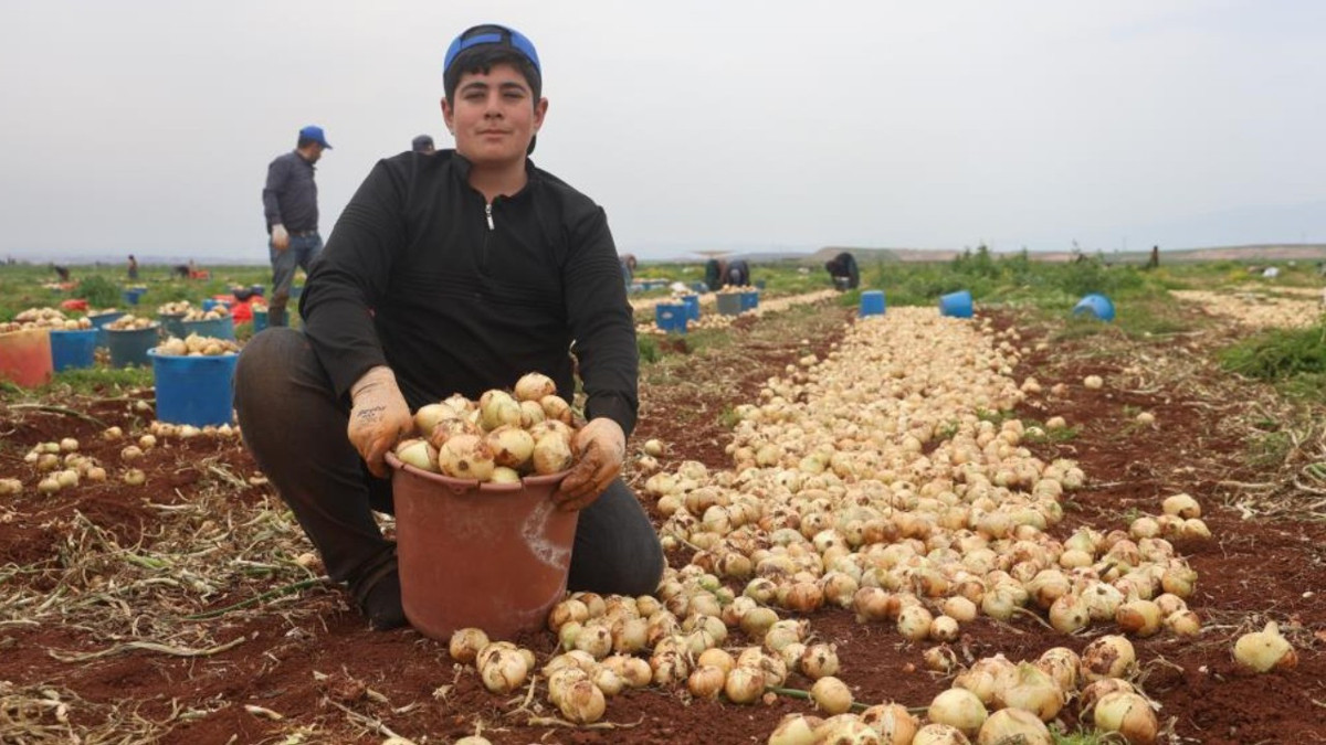 Sınır hattında bereketli hasat: Soğanın tarla fiyatı dikkat çekti
