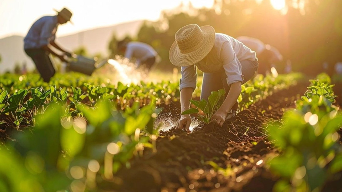 Gübre krizi büyüdü: Fiyatlar yüzde 30 fırladı, etkisi mutfağa uzanacak