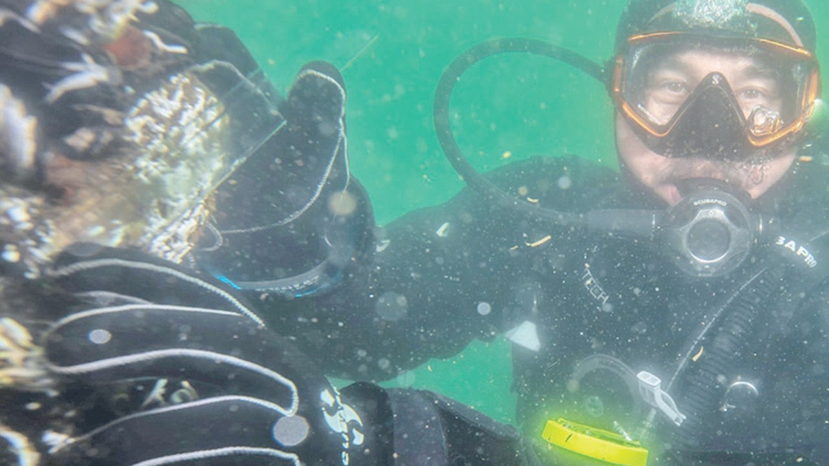 Bebek pinalar midye halatlarında çoğalıyor