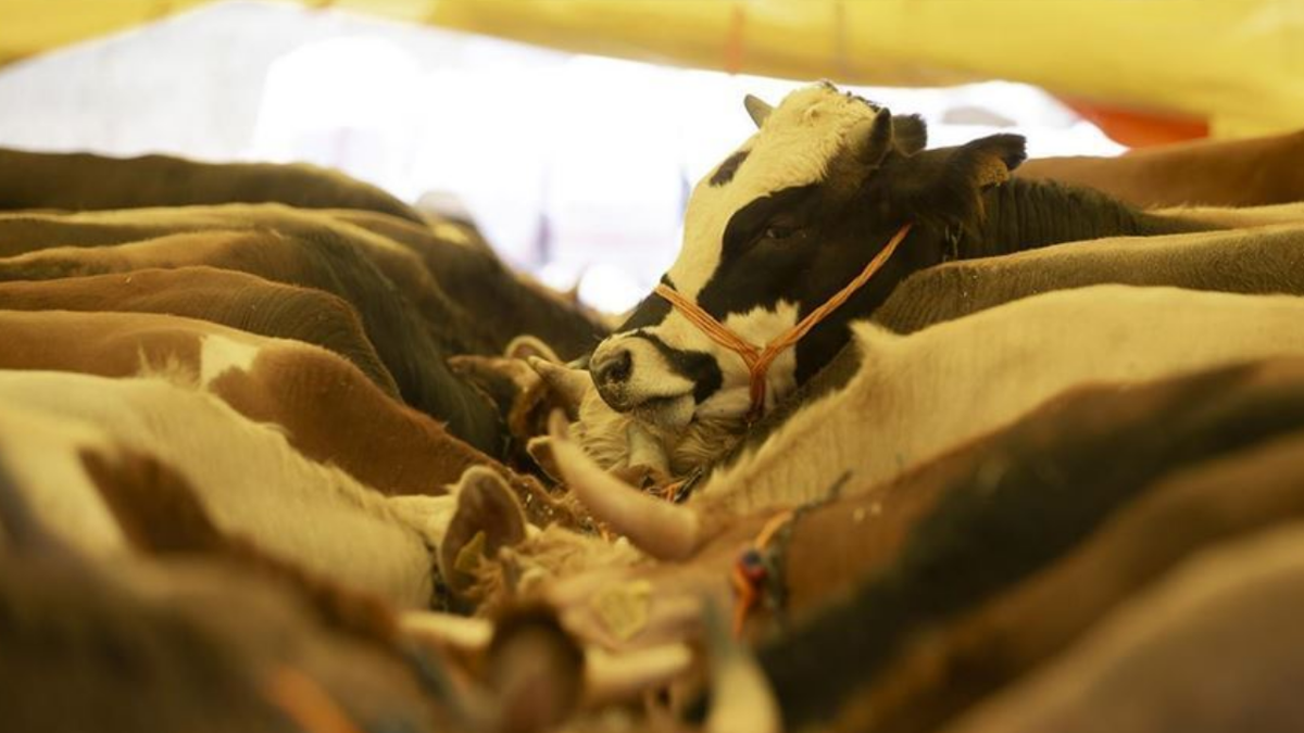 Kurban Bayramı ne zaman, hangi tarihte? Bayram hangi gün?