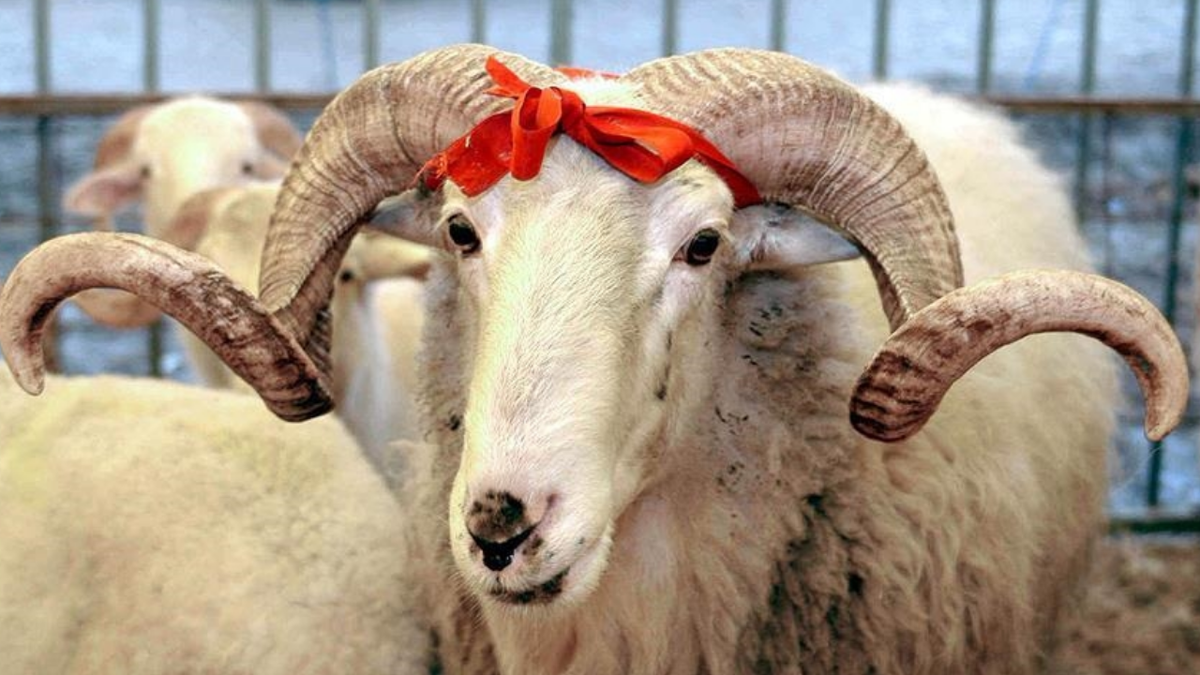 Vekalet yoluyla kurban kesim bedeli (ücreti) ne kadar?