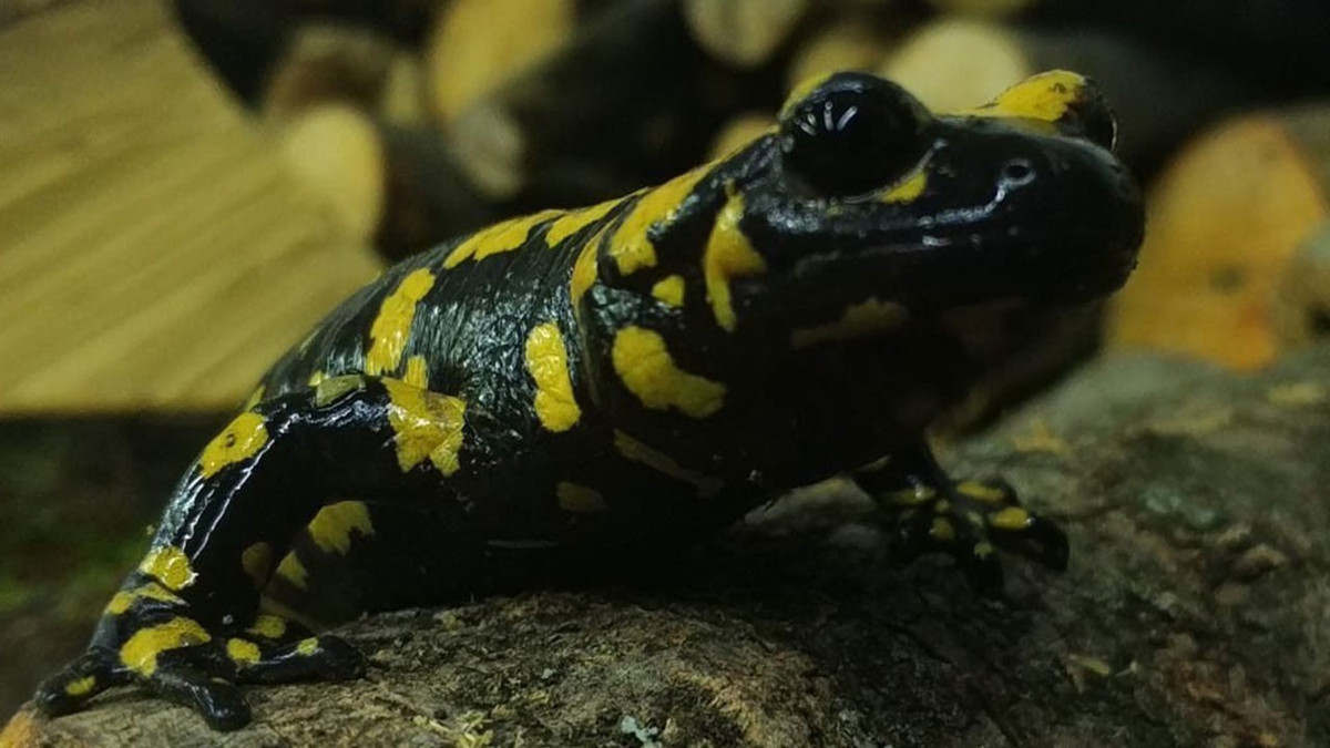 Nesli tehlikedeki ‘Yağmur Gelini’ baharla birlikte görüldü: Zarar verene 557 bin lira ceza