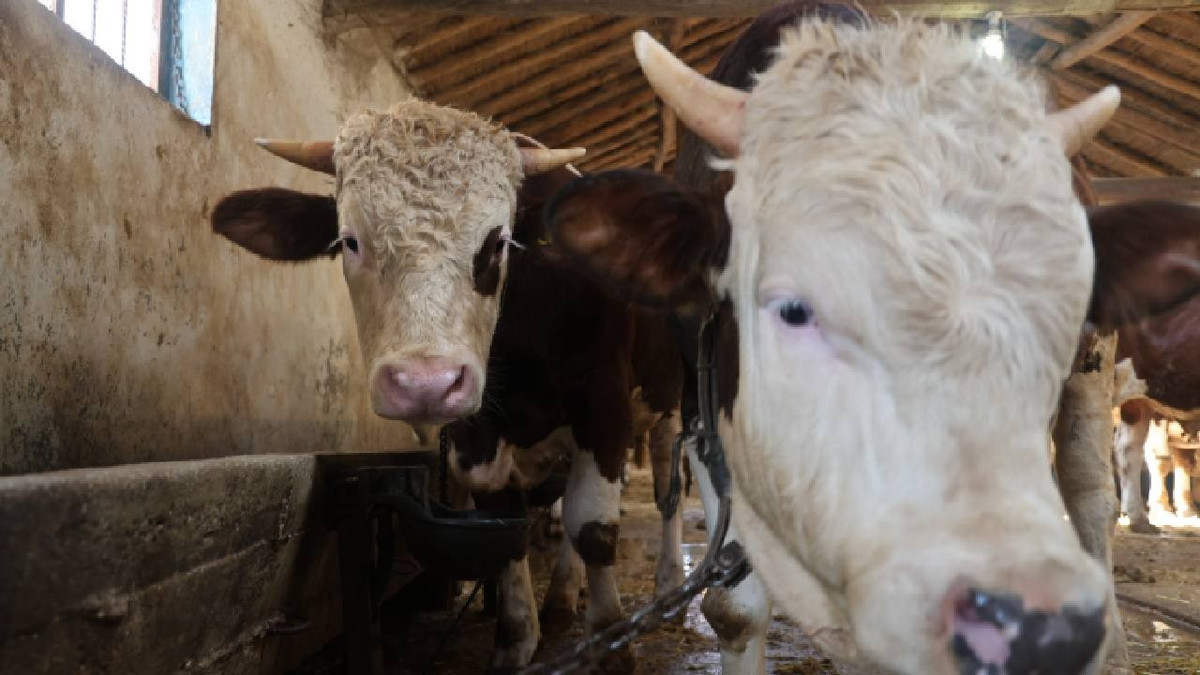 Kurbanlık fiyatları iki katına çıktı, üreticiler uyardı