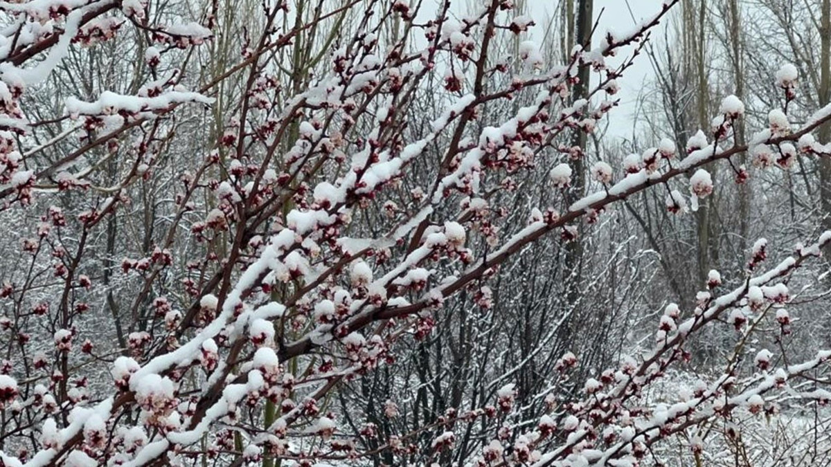 Zirai don vurdu: Kayısı ve badem yandı, gözler kirazda
