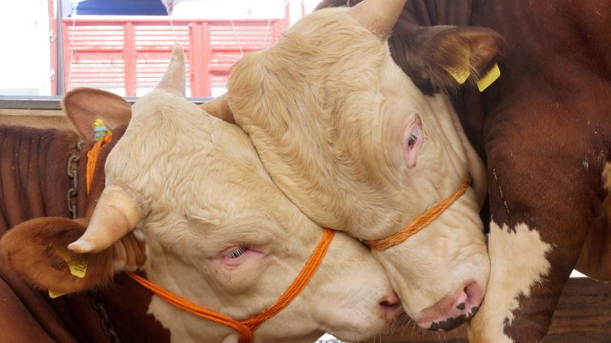 Kurbanlıklar ne kadar? Küçükbaş ve büyükbaş kurban fiyatları kaç lira oldu?