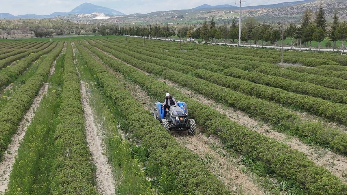 Isparta gül hasadına hazırlanıyor: Bu sene beklentiler yüksek