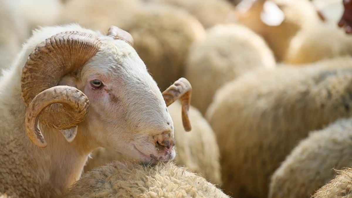 BAYRAM TARİHİ 2026: Kurban bayramı ne zaman, arife günü hangi tarihte?