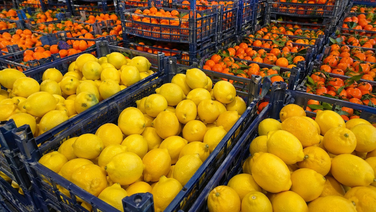 Türkiye'nin turunçgil ihracatı başarısı: Mandalina Irak’a, limon Rusya’ya gitti