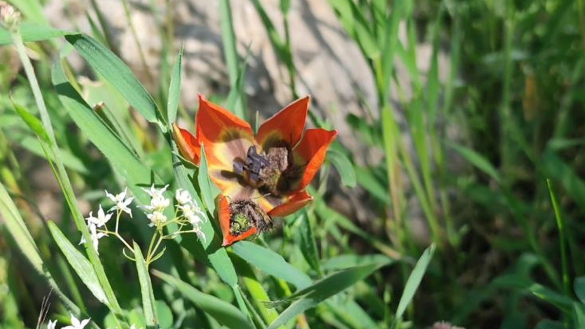 Yılda bir kez açıyor, 10 gün yaşıyor: Manisa lalesini koparmanın cezası 699 bin Lira