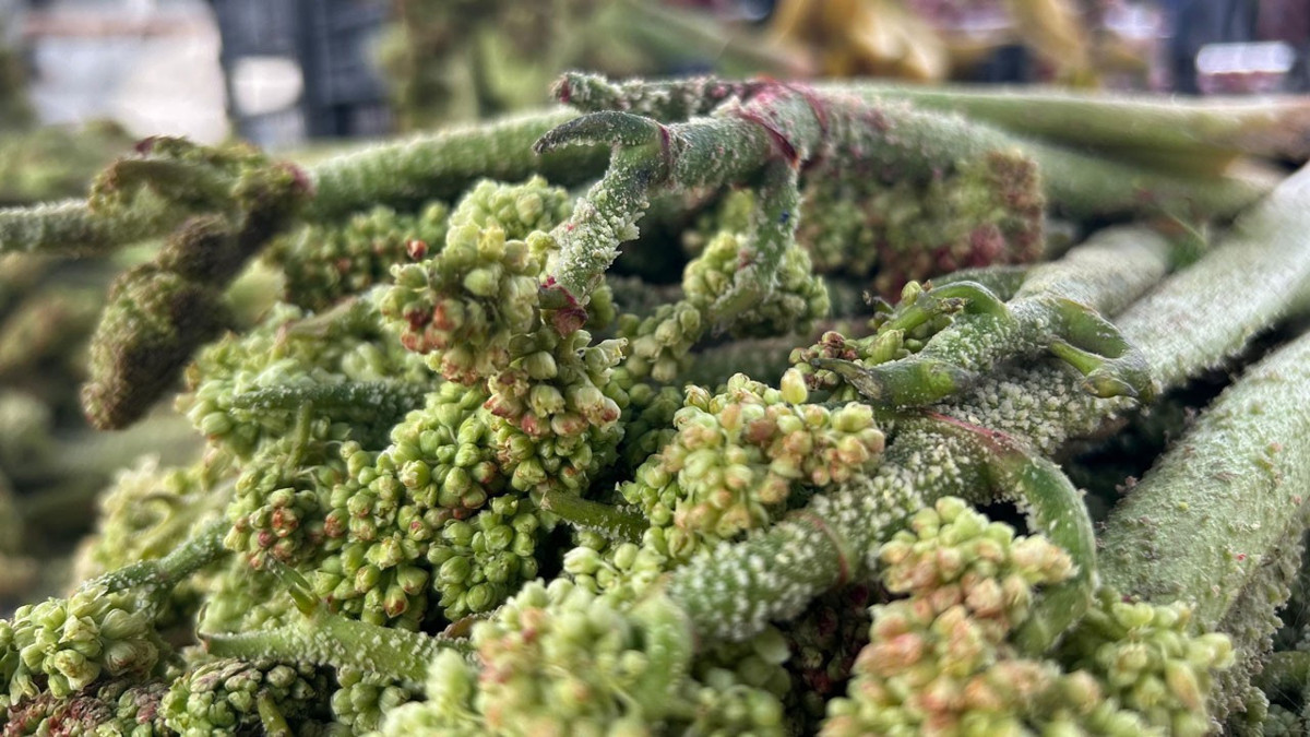 Dağların zirvesinden tezgâha indi: 700 liradan 400’e düştü, kapış kapış gidiyor