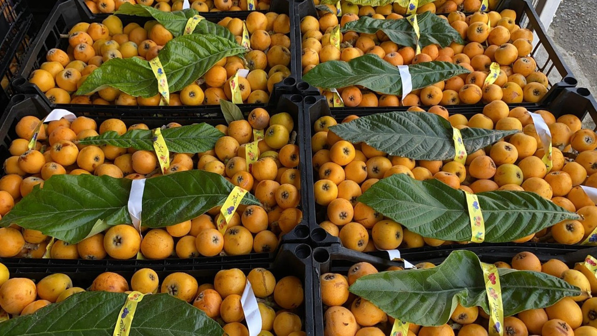 İç pazara 50-100 TL'ye, dış pazara 4 dolara: 'Sarı altın' yenidünyada hasat başladı