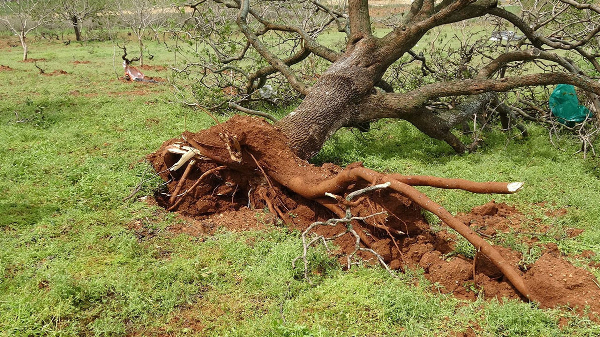 Süper hücre köyleri talan etti: 100 yıllık fıstık ağaçları söküldü