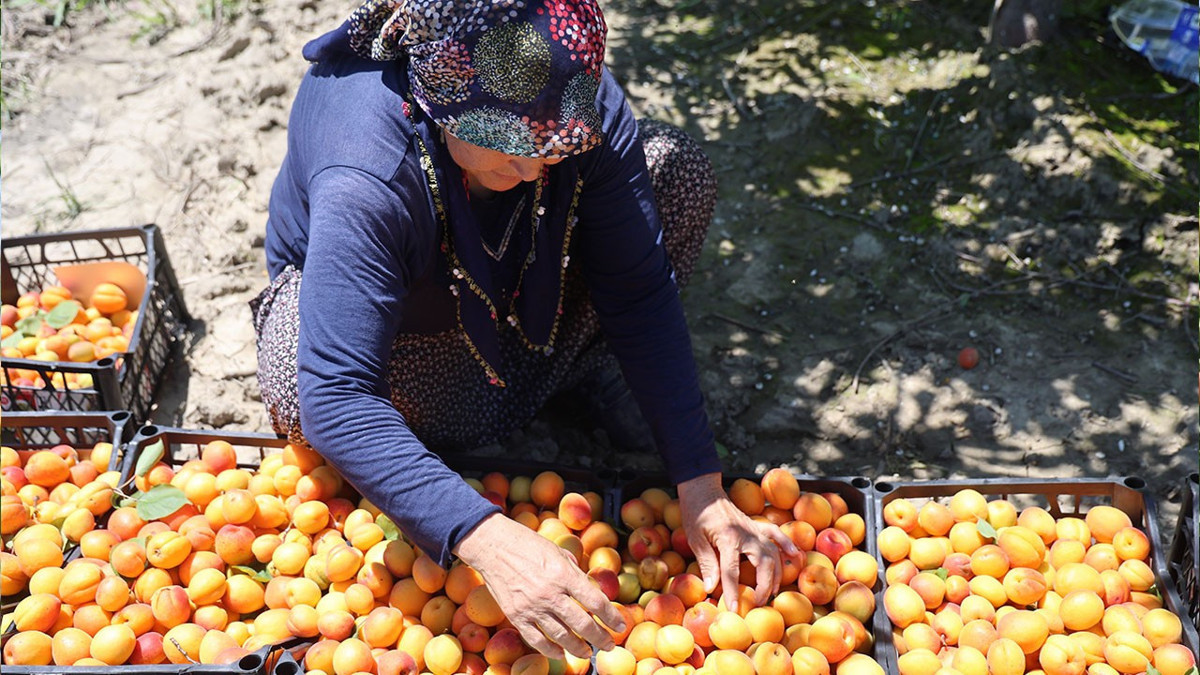 Erkenci kayısıda hasat mesaisi başladı: Kilosu 80 TL’ye dayandı