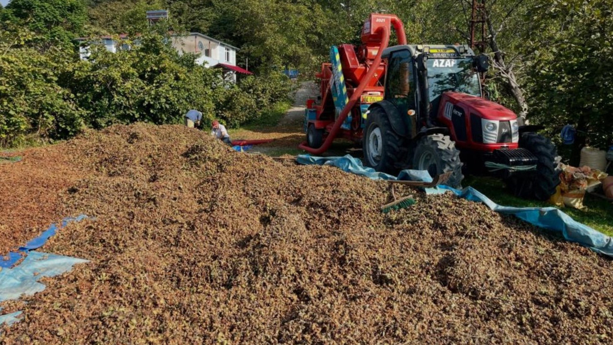 Fındıkta hasat bitti, saatliÄi 6 bin TL olan yeni mesai baÅladı