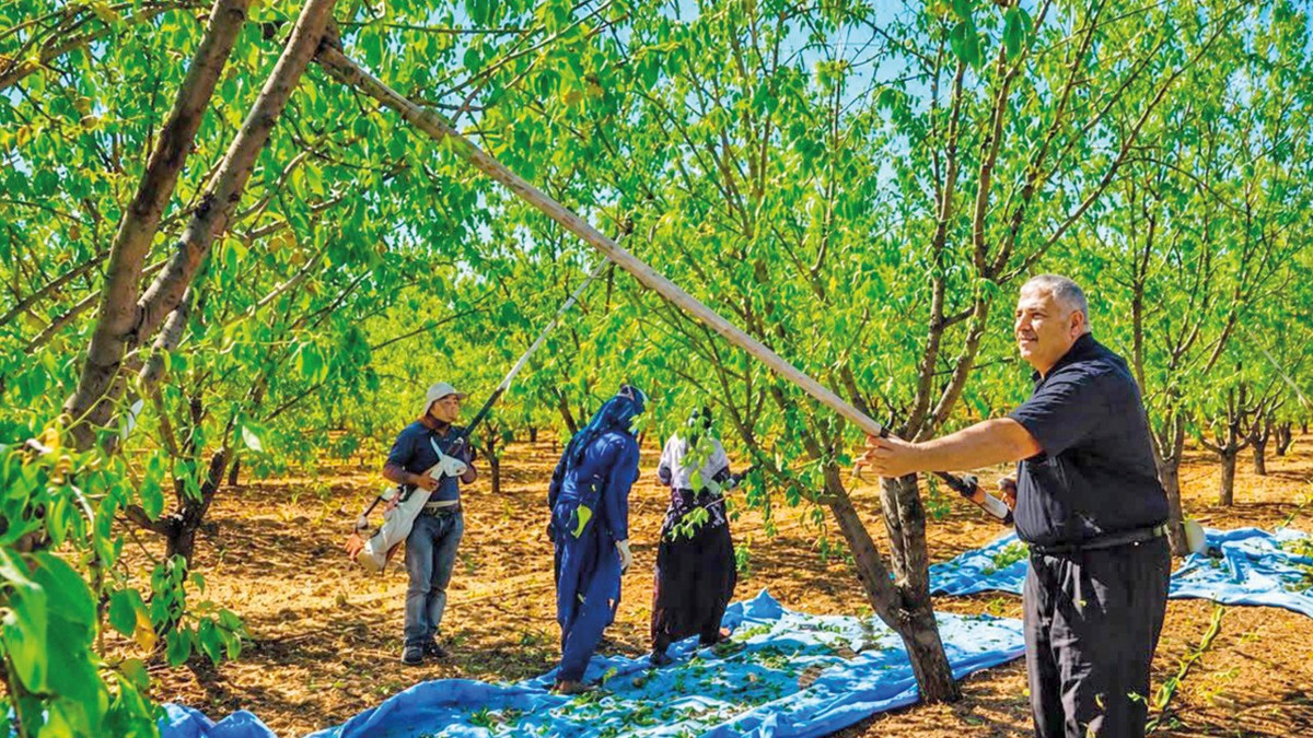 Bademde üretim düÅüyor bahçeler sökülüyor