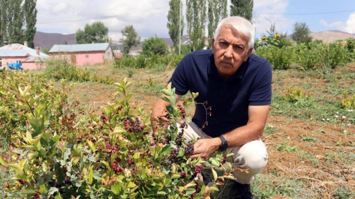 Emekli olduktan sonra bu meyveyi dikti: Åimdi ilçenin kaderini deÄiÅtirmek istiyor