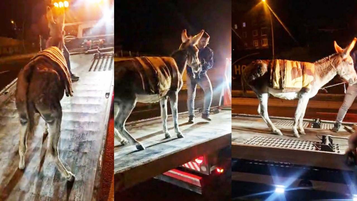 Protokol Yolu'na çıkan eÅek yediemine çekildi