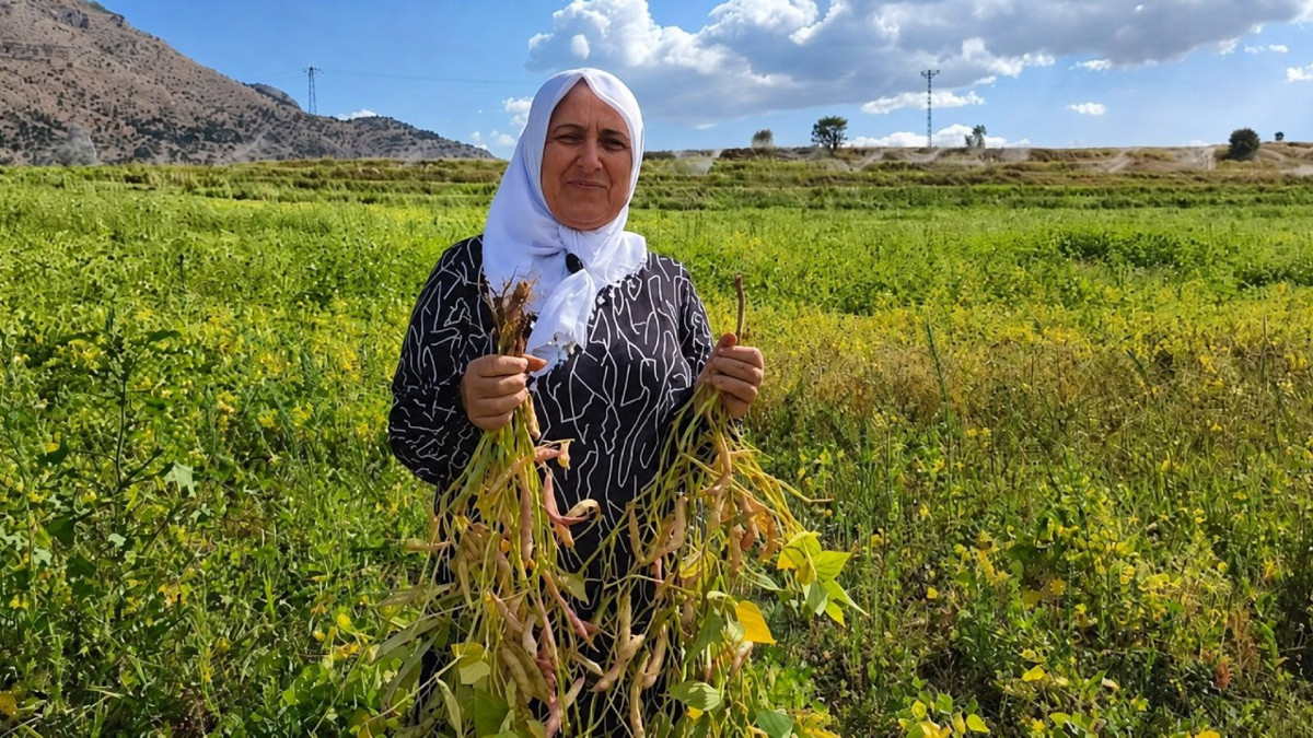Tarlada kilosu 125 TL: CoÄrafi iÅaretli üründe hasat baÅladı