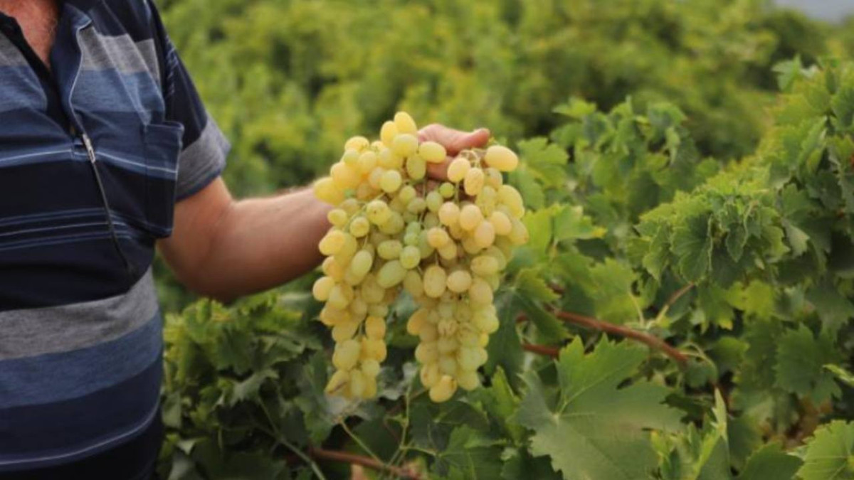 BaÄlarda hasat baÅladı: Tarlada 20 TL, markette 80 TLâye kadar çıkıyor