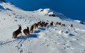 Munzur Dağları’nda yaban keçilerinin göç yolculuğu görüntülendi