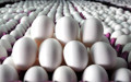 İhracat kotası 5 kat arttı: Yumurtada fiyat artacak korkusu başladı