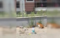 Bir adım bile geri atmadılar! Kedi ile yılanın kavgası kamerada