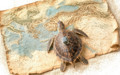Küresel ısınma, caretta carettaların göç rotasını 25 yıl erkene çekti