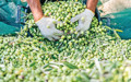 Zeytin, rekor rekolte yılında tarihi sınava hazırlanıyor
