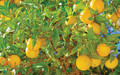 Rusya yolu kapanınca limon hasadı yavaşladı