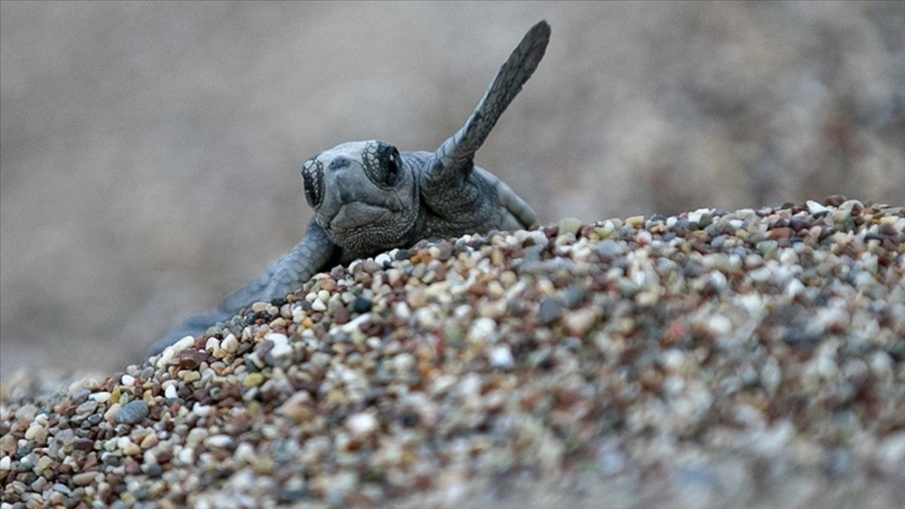 Caretta Carettalar için gece nöbeti başladı