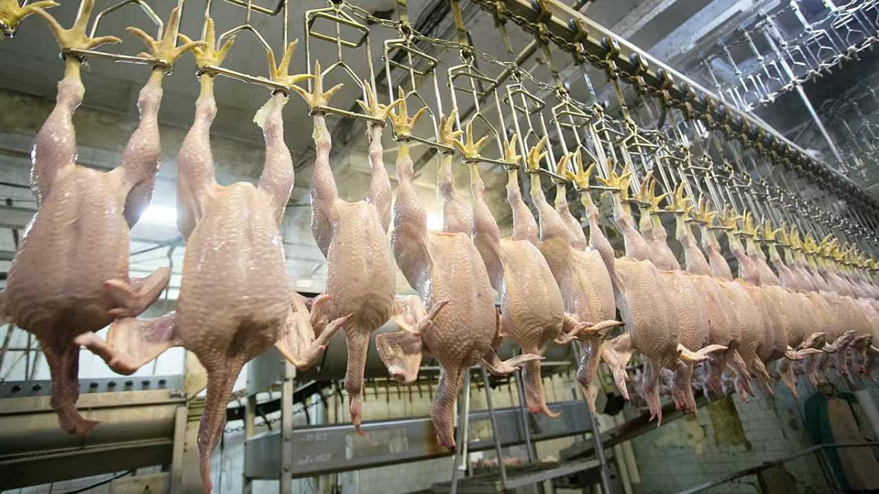 Tavuk eti üretimi nisanda yıllık bazda yüzde 0,5 a